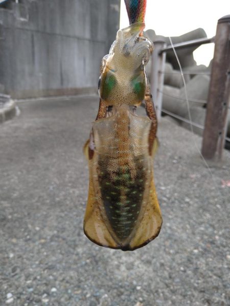 竹野~諸寄をランガン